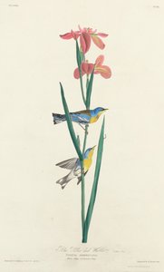 オオヨシキリムシクイ 作： Robert Havell after John James Audubon