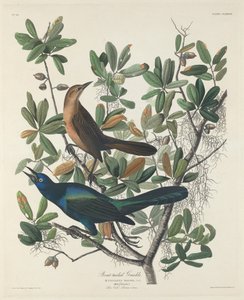 コガネグラックル 作： Robert Havell after John James Audubon