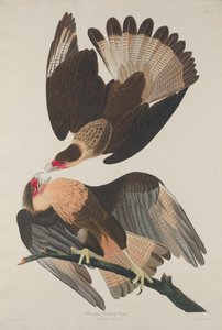 ブラジルのカラカラ イーグル 作： Robert Havell after John James Audubon