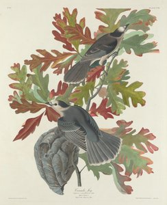 カナダジェイ 作： Robert Havell after John James Audubon