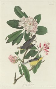 カナダウグイス 作： Robert Havell after John James Audubon