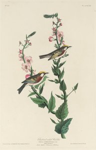ウグイス 作： Robert Havell after John James Audubon