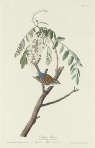チッピング・スパロウ 作： Robert Havell after John James Audubon
