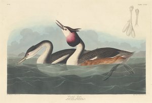 カンムリカイツブリ 作： Robert Havell after John James Audubon