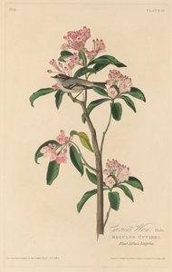 キュビエのミソサザイ 作： Robert Havell after John James Audubon