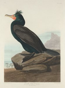 カワウ 作： Robert Havell after John James Audubon