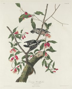 ダウニー・キツツキ 作： Robert Havell after John James Audubon