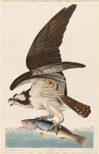 フィッシュホーク 作： Robert Havell after John James Audubon
