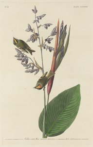 ミソサザイ 作： Robert Havell after John James Audubon