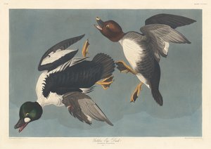 ゴールデンアイダック 作： Robert Havell after John James Audubon