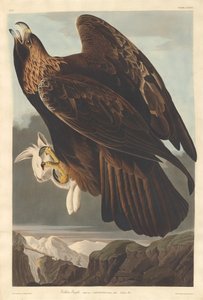 ゴールデンイーグル 作： Robert Havell after John James Audubon