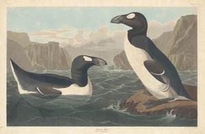 グレートオーク 作： Robert Havell after John James Audubon