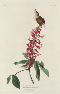 グレート・キャロライナ・レン 作： Robert Havell after John James Audubon