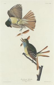 カンムリヒタキ 作： Robert Havell after John James Audubon