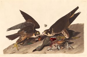 オオタカ 作： Robert Havell after John James Audubon