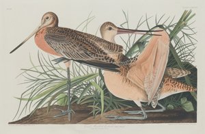 グレート・マーブルド・ゴッドウィット 作： Robert Havell after John James Audubon
