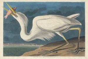 グレート ホワイト ヘロン 作： Robert Havell after John James Audubon