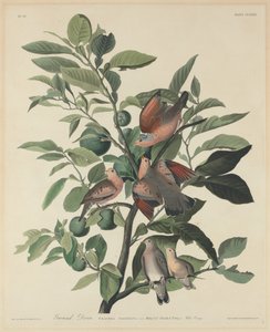 グラウンドダブ 作： Robert Havell after John James Audubon