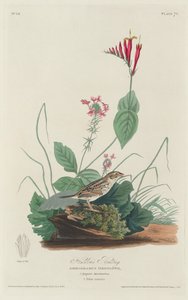 ヘンスローのバンティング 作： Robert Havell after John James Audubon