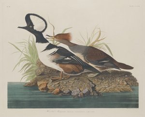 フード付きアイサ 作： Robert Havell after John James Audubon