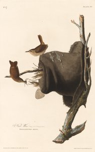 レン家 作： Robert Havell after John James Audubon