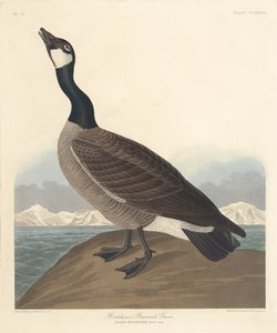ハッチンバーナクルガン 作： Robert Havell after John James Audubon