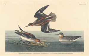 ハイパーボリアン ファラロープ 作： Robert Havell after John James Audubon