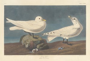 アイボリーガル 作： Robert Havell after John James Audubon