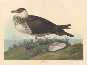 イェーガー 作： Robert Havell after John James Audubon