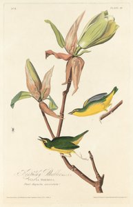 ケンタッキー ウグイス 作： Robert Havell after John James Audubon