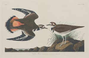 キルディアチドリ 作： Robert Havell after John James Audubon