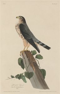 小さな伍長 作： Robert Havell after John James Audubon