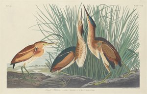 苦味の少ない 作： Robert Havell after John James Audubon