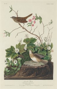 リンカーン・フィンチ 作： Robert Havell after John James Audubon