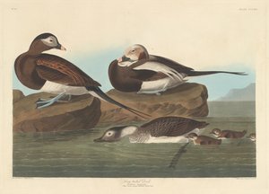 オナガガモ 作： Robert Havell after John James Audubon