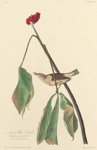 ルイジアナ ウォーター ツグミ 作： Robert Havell after John James Audubon