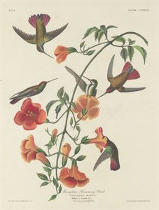 マングローブハチドリ 作： Robert Havell after John James Audubon