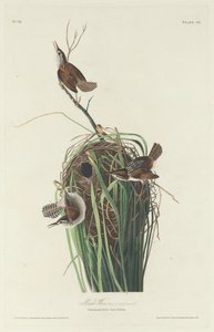 マーシュレン 作： Robert Havell after John James Audubon