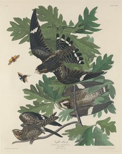 ナイトホーク 作： Robert Havell after John James Audubon