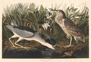 ナイトヘロンまたはクワ鳥 作： Robert Havell after John James Audubon