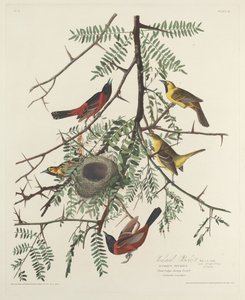 オーチャード オリオール 作： Robert Havell after John James Audubon