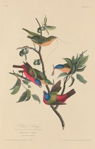 塗装ホオジロ 作： Robert Havell after John James Audubon
