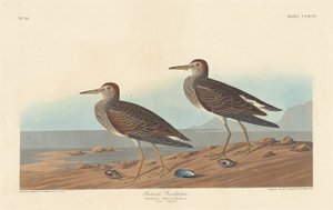 胸のサンドパイパー 作： Robert Havell after John James Audubon