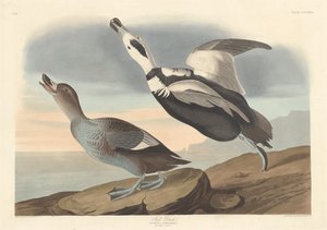 パイドダック 作： Robert Havell after John James Audubon
