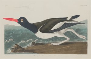 パイド・オイスター・キャッチャー 作： Robert Havell after John James Audubon
