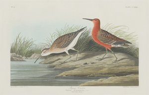 ピグミー・カーリュー 作： Robert Havell after John James Audubon
