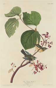松沼ウグイス 作： Robert Havell after John James Audubon
