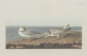 パイピング千鳥 作： Robert Havell after John James Audubon