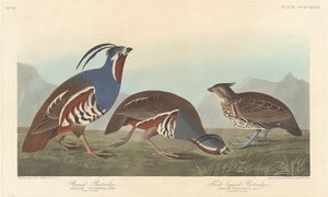 羽毛のあるヤマウズラと太い足のヤマウズラ 作： Robert Havell after John James Audubon