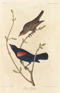 Prairie Starling   1250121   ja       japanese Successfully Translated  Original: The Unsafe Tenement Translat: The Unsafe Tenement 1298340 ja japanese Successfully Translated Original: Une Matinée dHiver au Quai de lHôtel-Dieu Winter Morning on the Quai d 作： Robert Havell after John James Audubon
